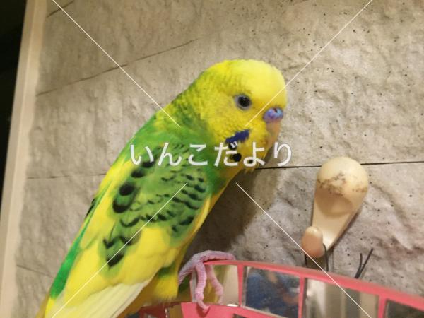 迷い鳥の写真