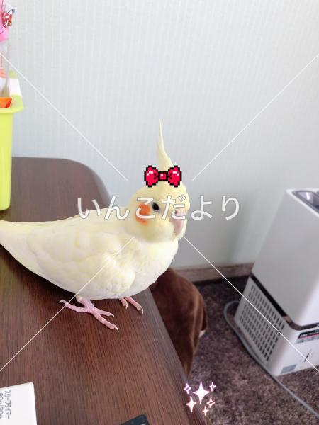 迷い鳥の写真