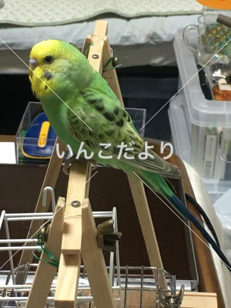 迷い鳥の写真