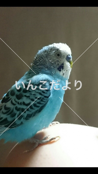 迷い鳥の写真