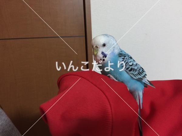 保護鳥の写真
