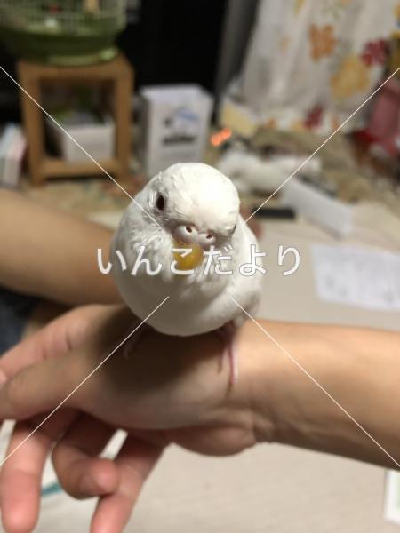迷い鳥の写真