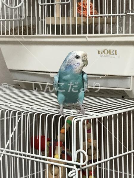 迷い鳥の写真