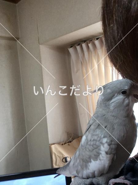 迷い鳥の写真