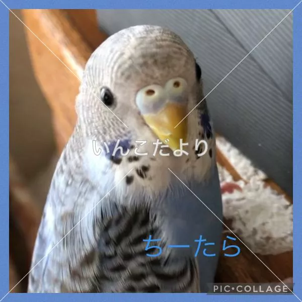迷い鳥の写真