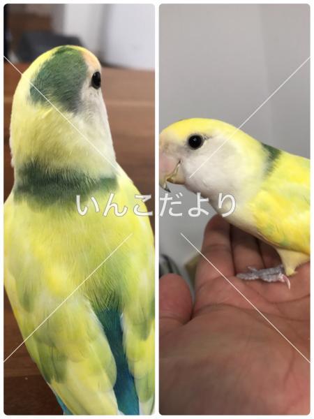 迷い鳥の写真