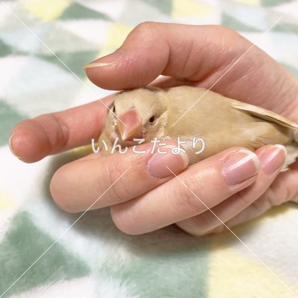 迷い鳥の写真