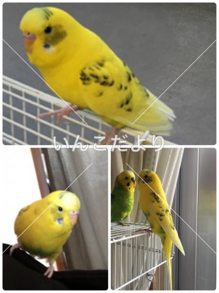 迷い鳥の写真