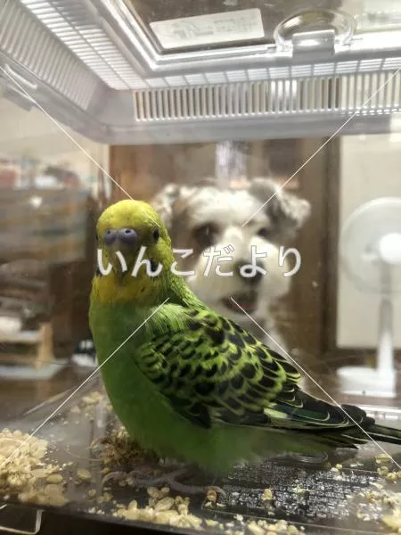 保護鳥の写真