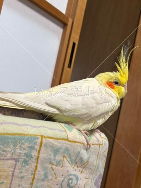 迷い鳥の写真