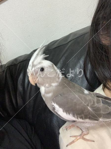 迷い鳥の写真
