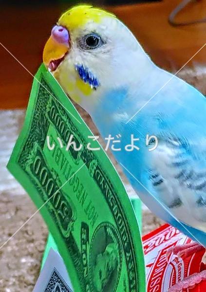 迷い鳥の写真