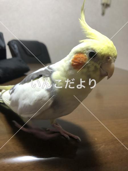 迷い鳥の写真