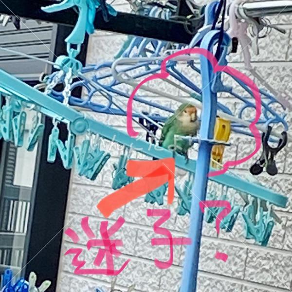 保護鳥の写真