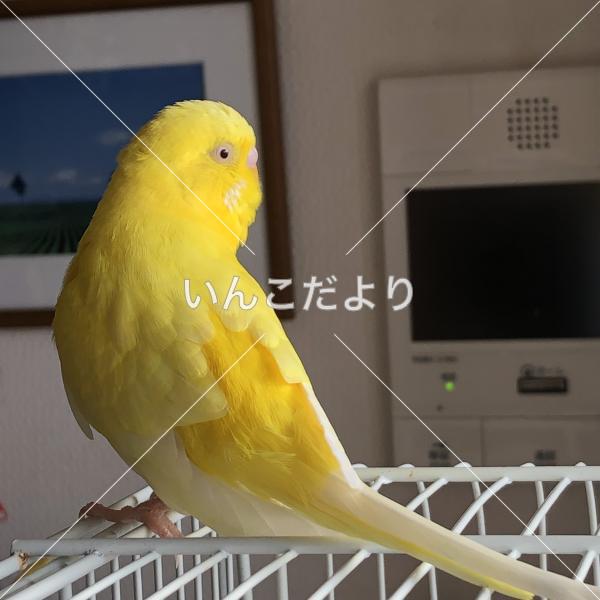迷い鳥の写真