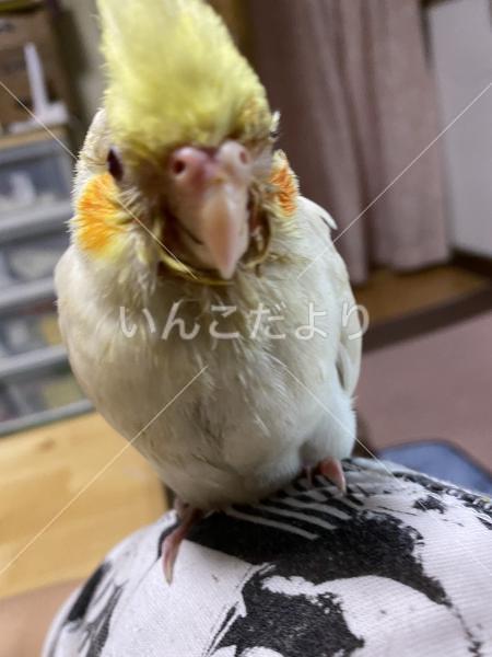 迷い鳥の写真