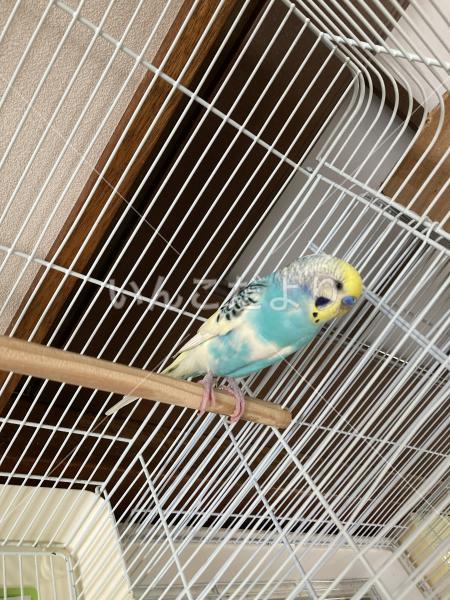 保護鳥の写真