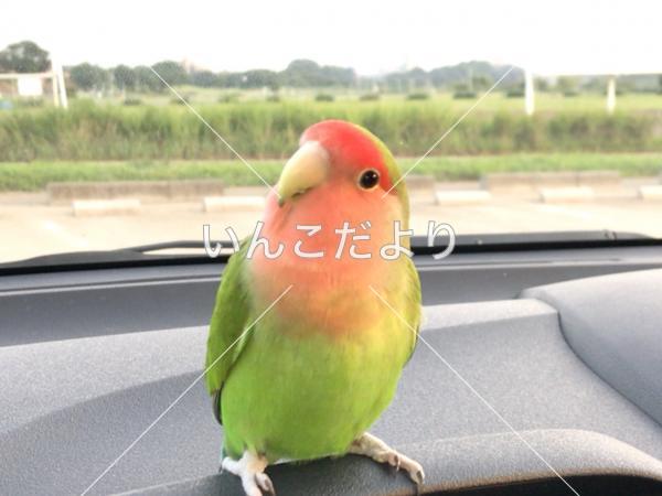 迷い鳥の写真