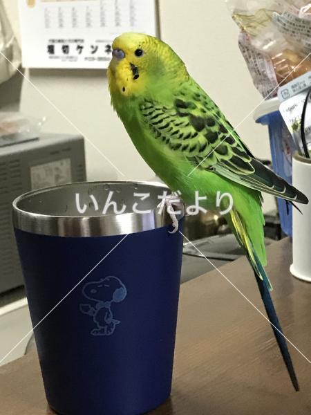 保護鳥の写真