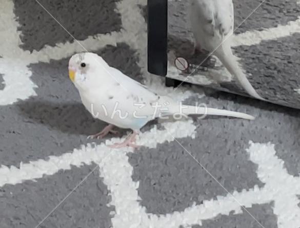 迷い鳥の写真