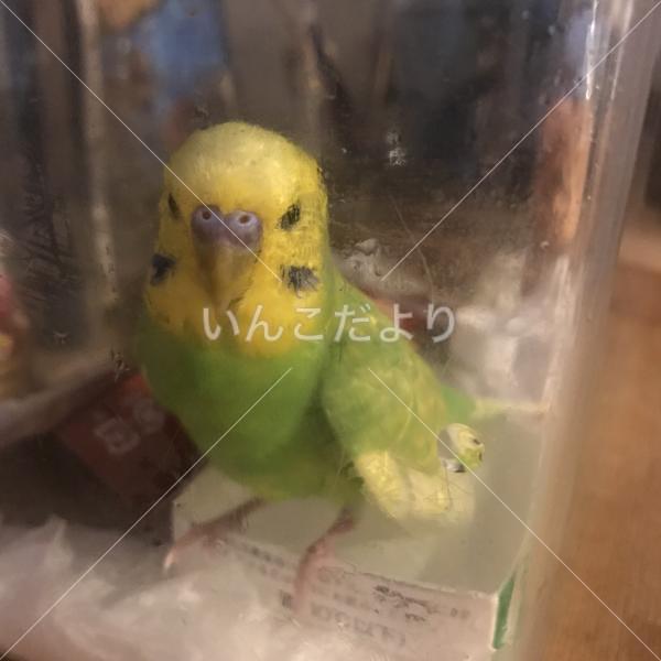 保護鳥の写真