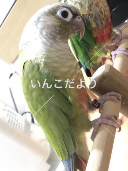 迷い鳥の写真