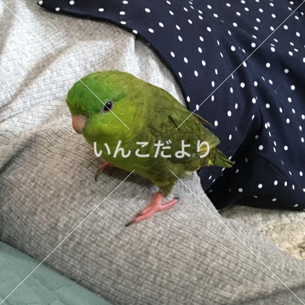 迷い鳥の写真
