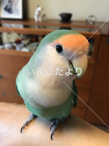 迷い鳥の写真