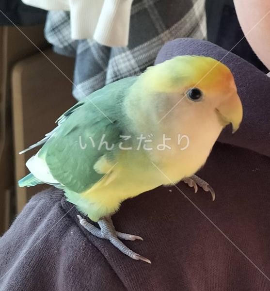 迷い鳥の写真