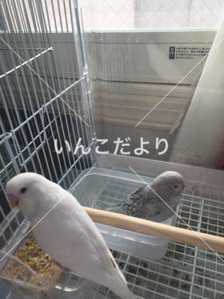 迷い鳥の写真