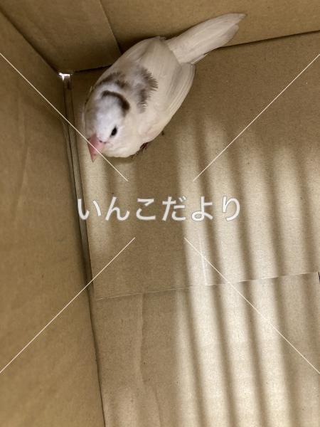 保護鳥の写真