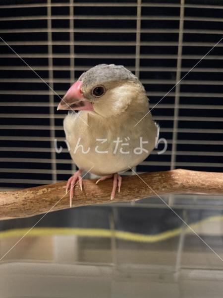 保護鳥の写真