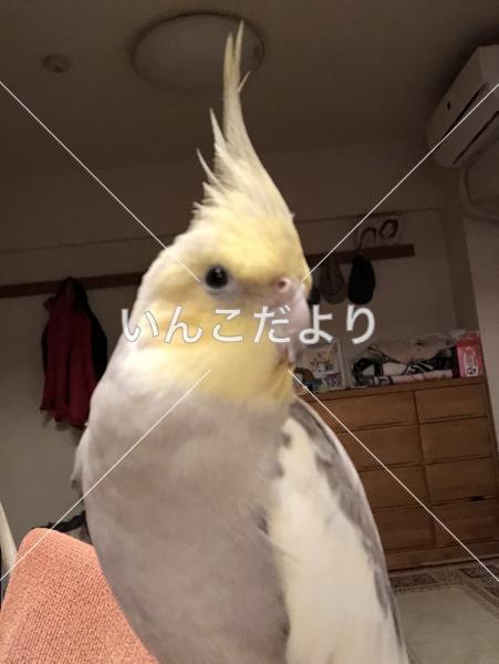 迷い鳥の写真