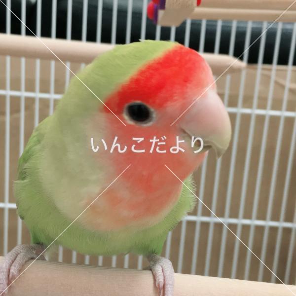 迷い鳥の写真