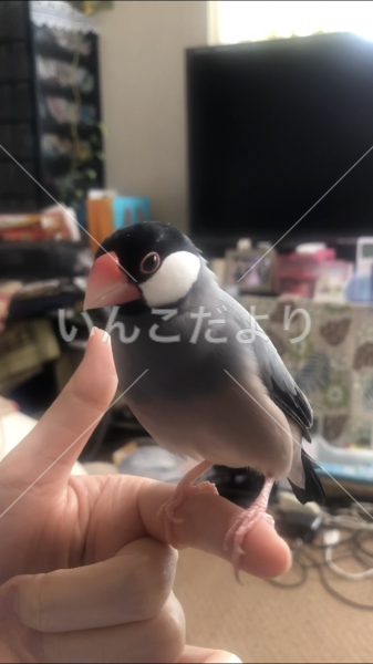 迷い鳥の写真