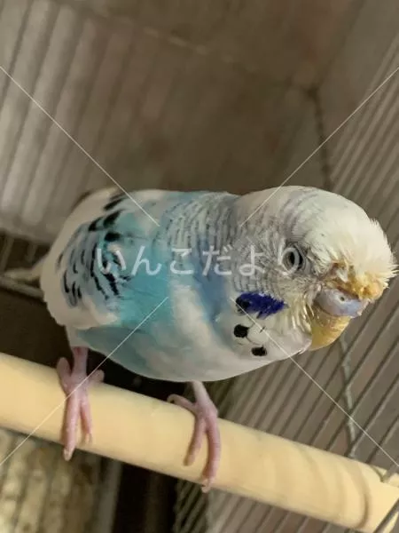 保護鳥の写真