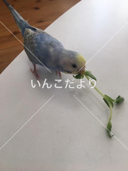 迷い鳥の写真
