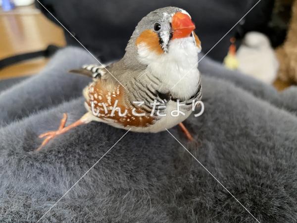 迷い鳥の写真
