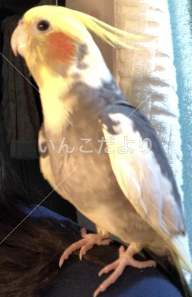 迷い鳥の写真