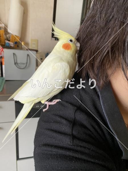 迷い鳥の写真