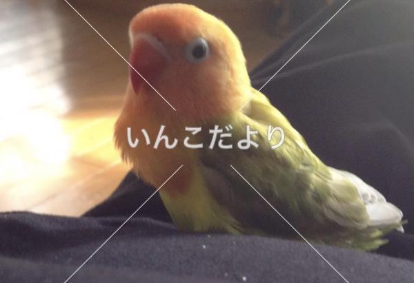 迷い鳥の写真