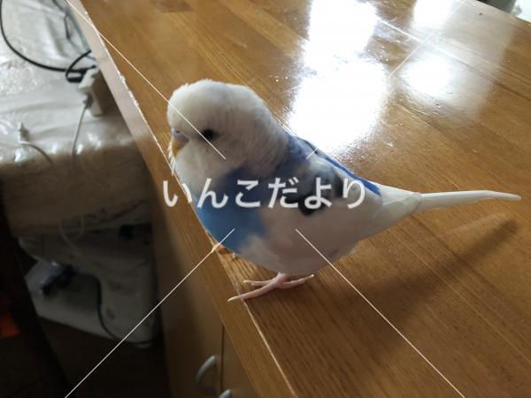 迷い鳥の写真