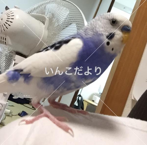 迷い鳥の写真