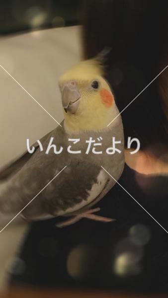迷い鳥の写真