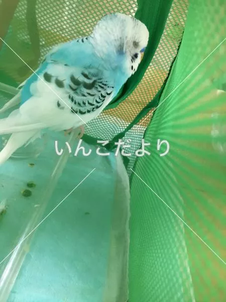 保護鳥の写真