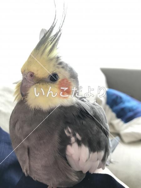 迷い鳥の写真