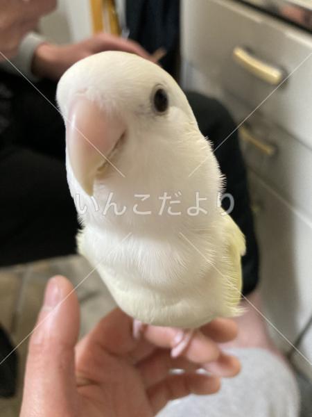迷い鳥の写真