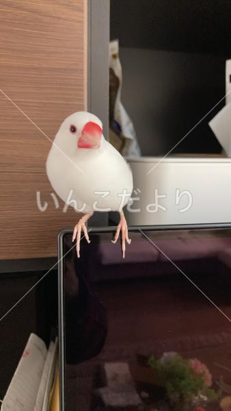 迷い鳥の写真