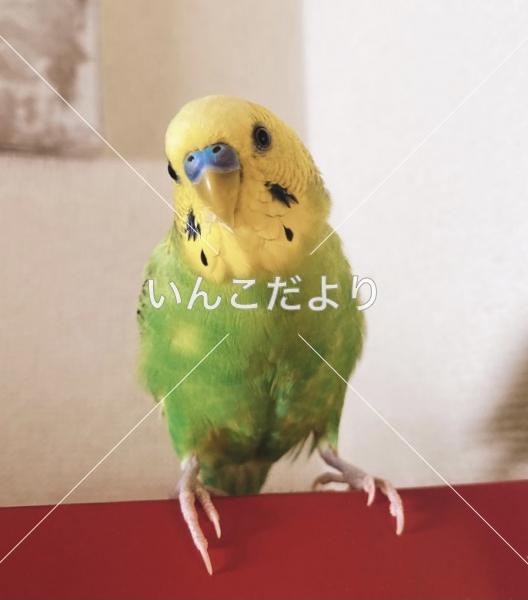 迷い鳥の写真