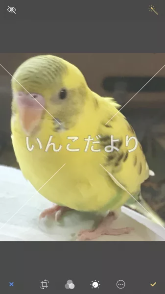 保護鳥の写真